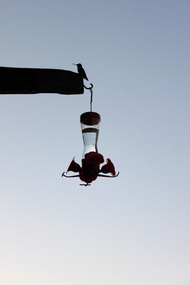 Hummingbird feeder feeder bird