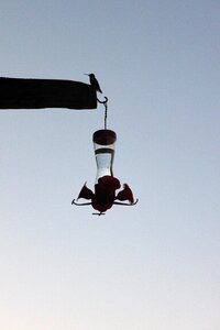 Hummingbird feeder feeder bird photo