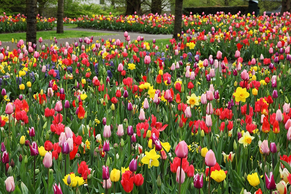 Colorful field flora