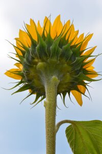 Sunflower flower nature