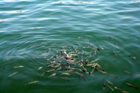 Sea hungry seafood