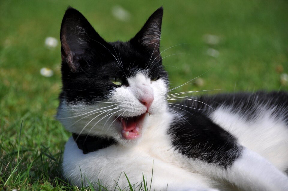 Animal animal portrait cat face