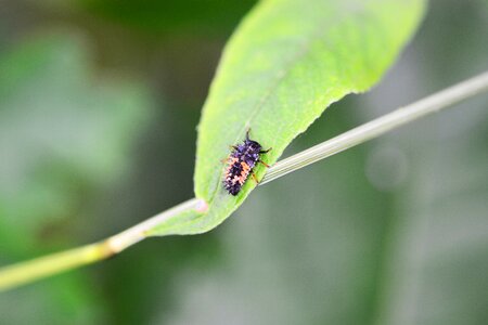 Young nature wild