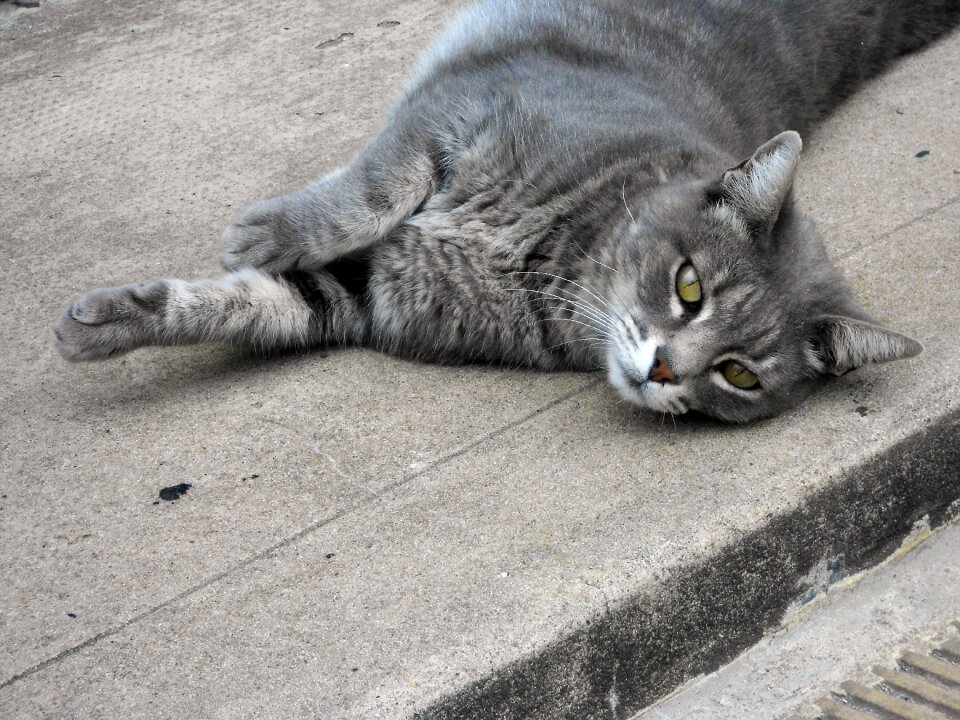 Lying down feline kitten