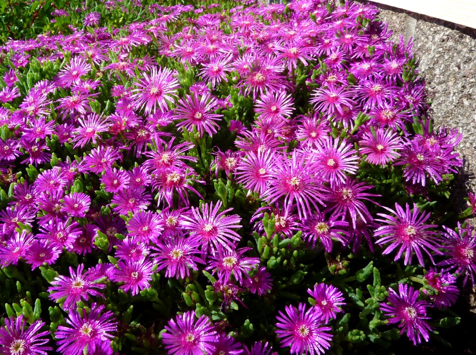 Flower flora bloom