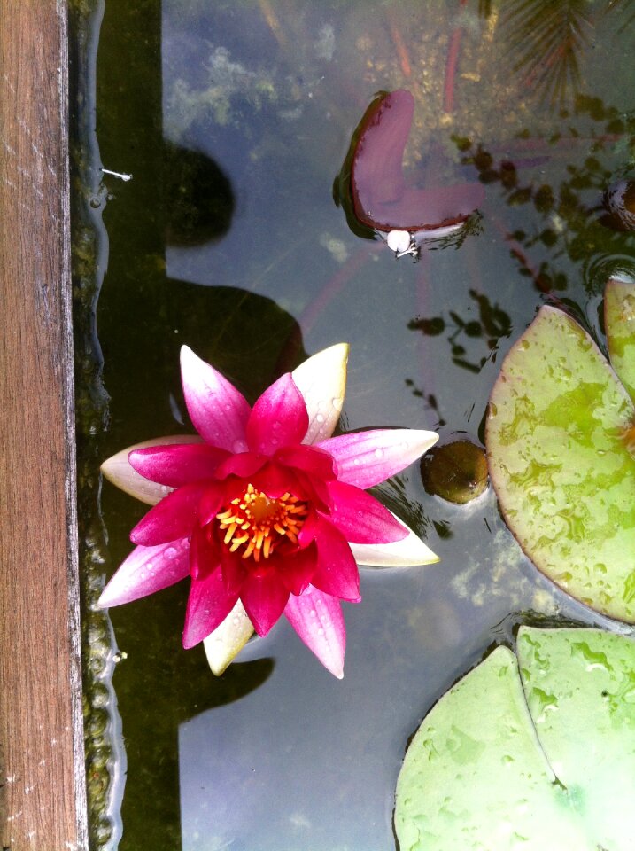 Nuphar lutea pond garden