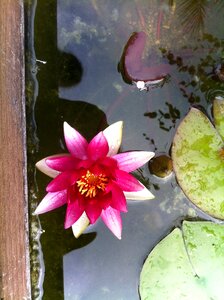 Nuphar lutea pond garden