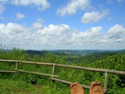 Forest sky view