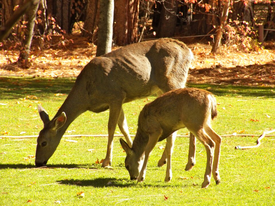 Wildlife animal natural