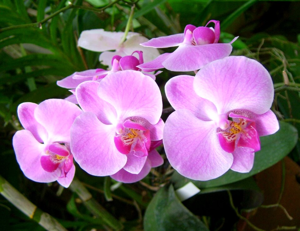 Nature beautiful floral
