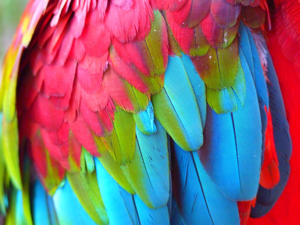 Parrot bird colorful
