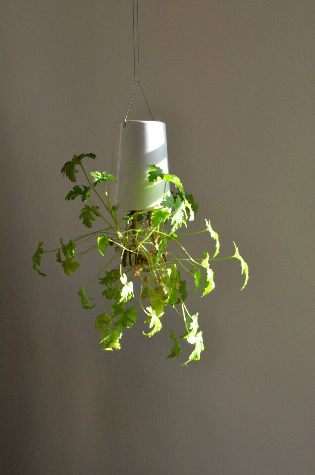 Hanging green houseplant