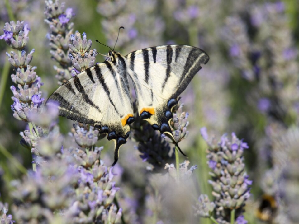 Lavender butterfly scented plant
