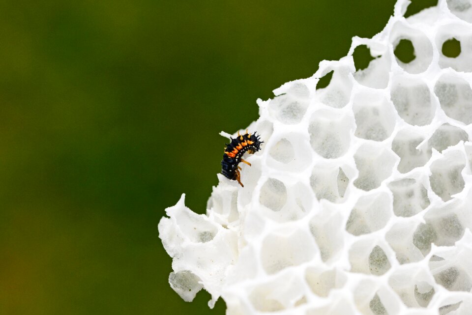Young ladybird nature