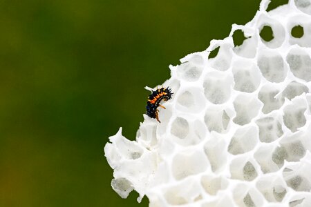 Young ladybird nature