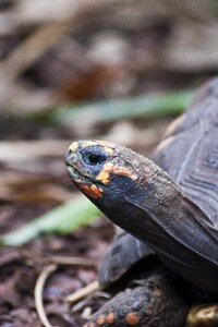 Exotic reptile animal world