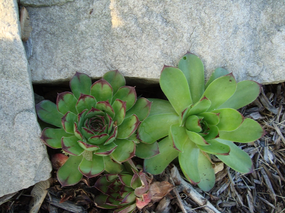 Plant garden botanical