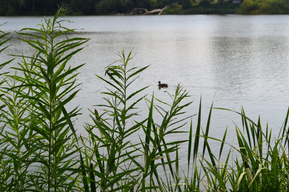 Bird landscape water bird