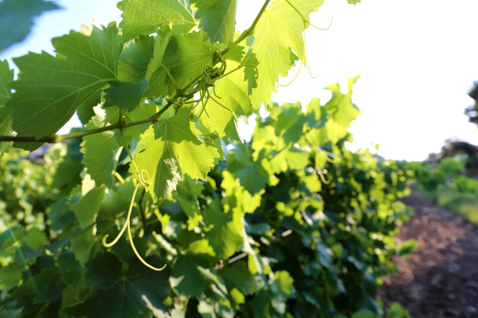 Vines provence light