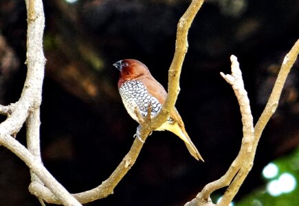 Bird fauna india photo