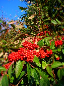 Berry rowanberry red photo