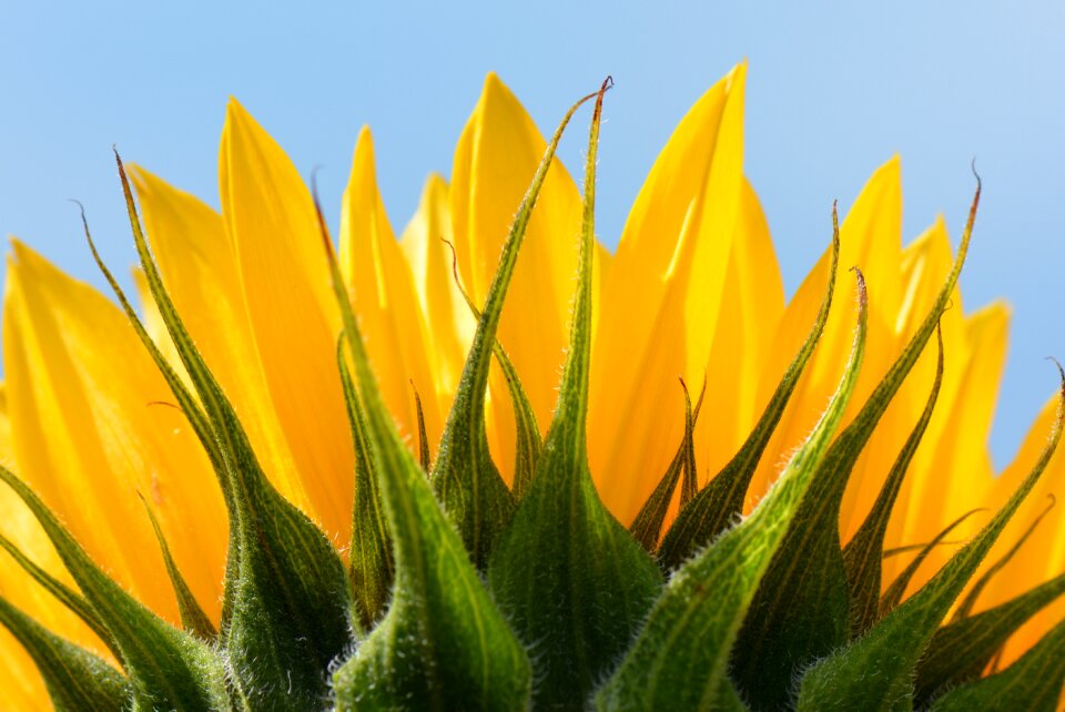 Sunflower flower nature