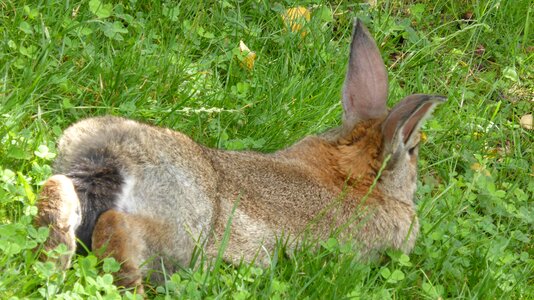 Tail animal hare photo