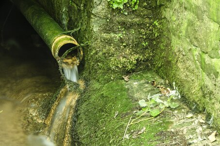 Moss wet environment