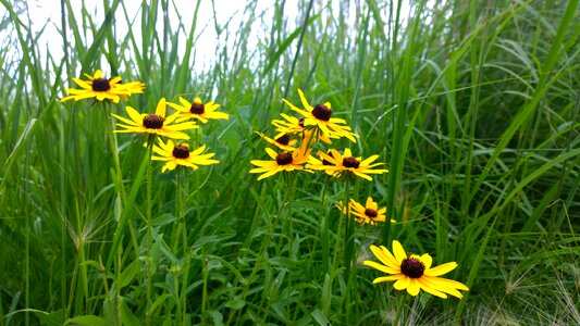 Bunch grass nature photo