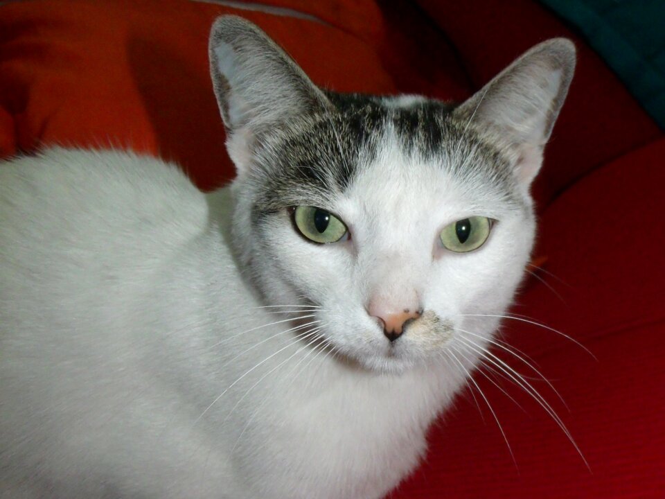 Animal feline stopped animals