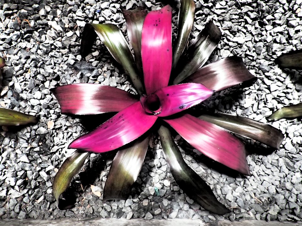 Garden beauty spring