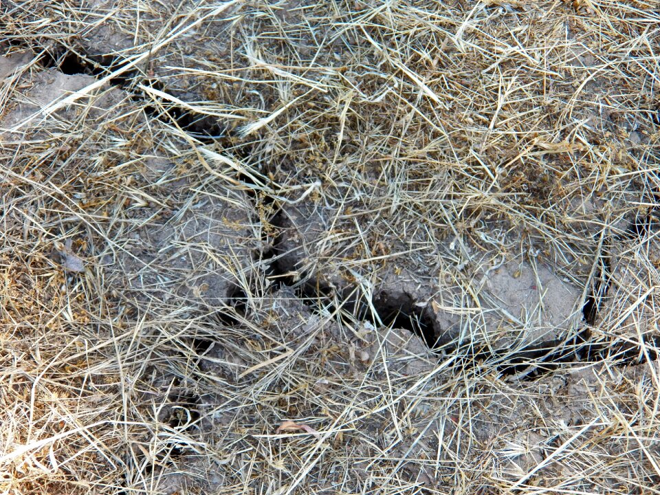 Out dry nature