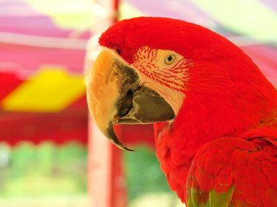 Beak exotic bird