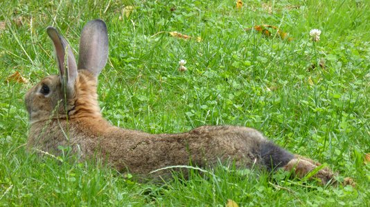 Animal hare nager photo