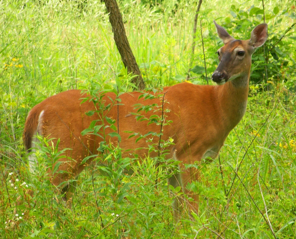 Trees summer wildlife