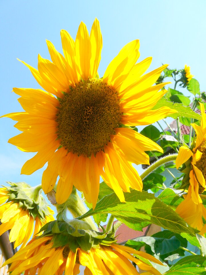 Summer bloom plant