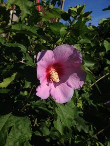 Hibiscus flower violet photo