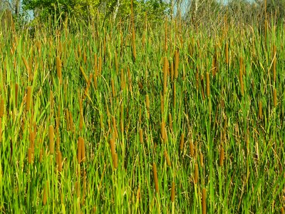 Herbs leaves elongated