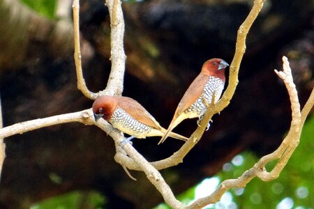 Bird fauna india
