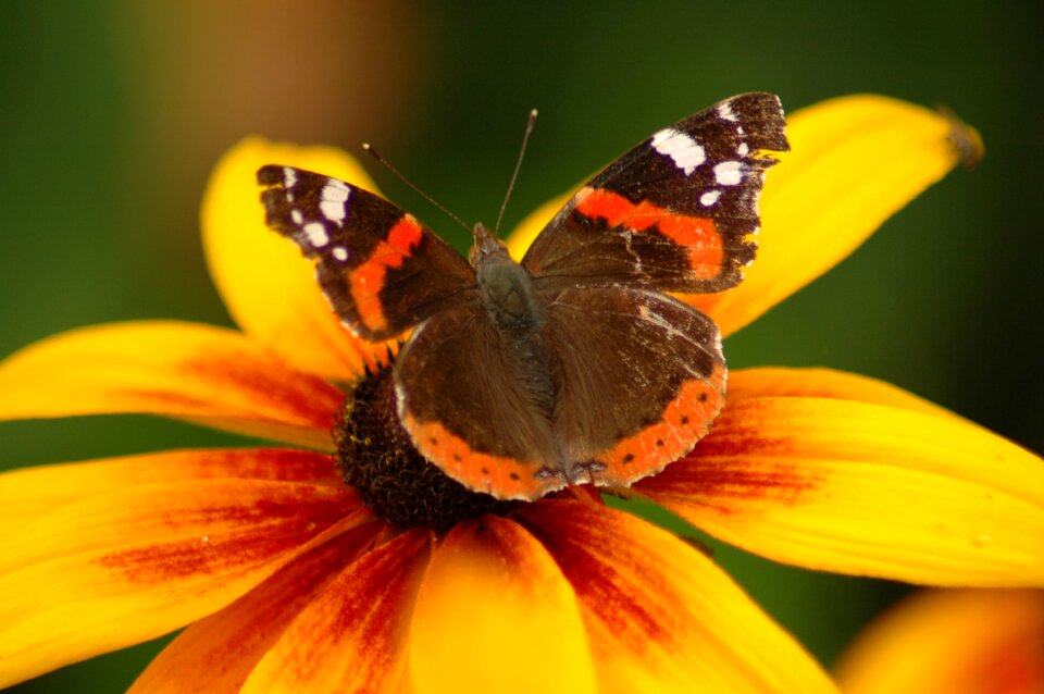 Plant yellow wings