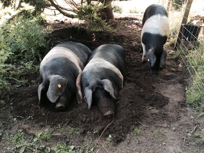 Saddleback farmyard swine photo