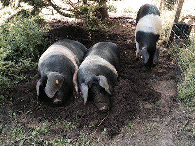 Saddleback farmyard swine
