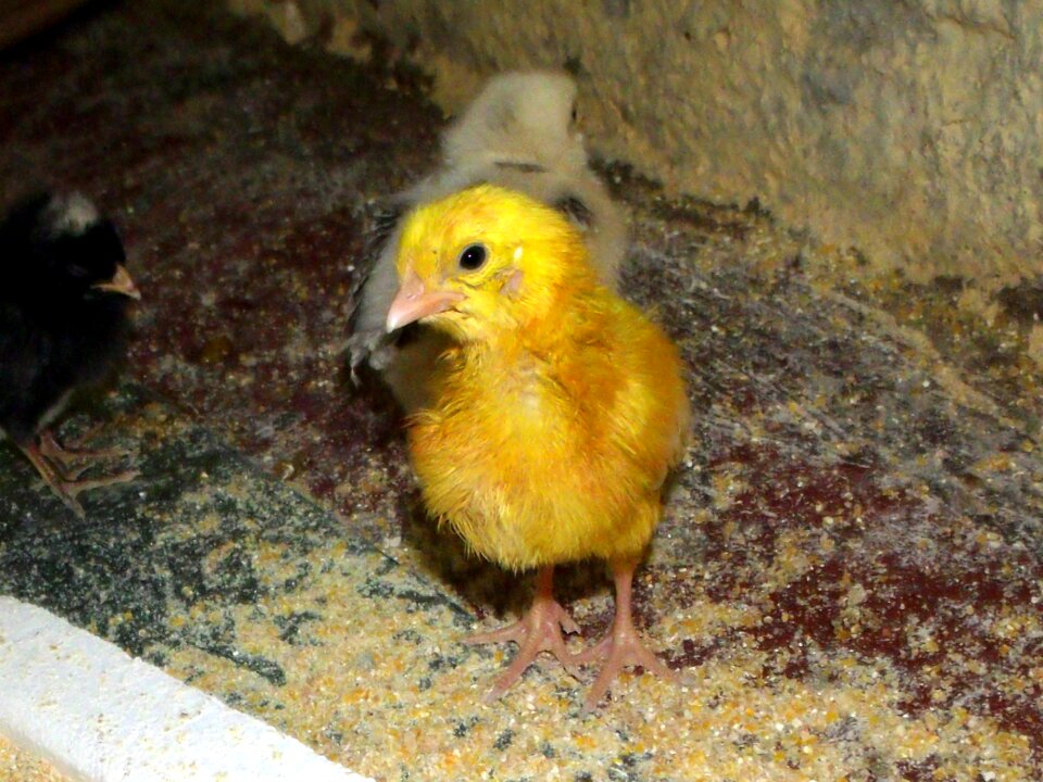 Animal yellow puppy