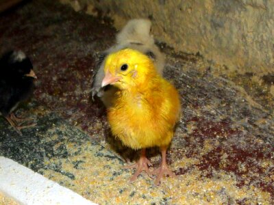 Animal yellow puppy