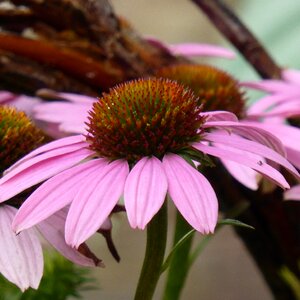 Bloom flower pink