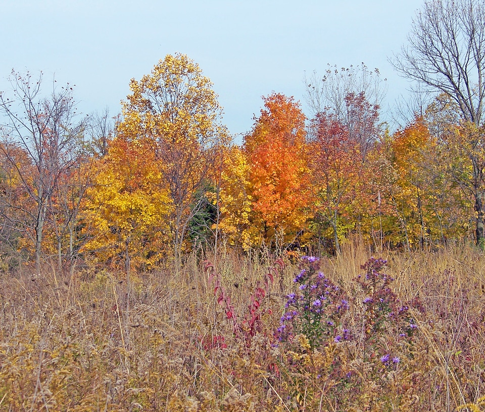 Weeds trees colored photo