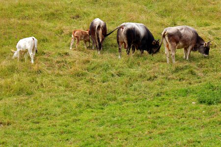 Alm alpine meadow graze photo