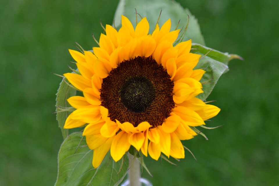 Sunflower flower nature