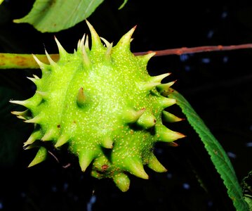 Immature prickly plant