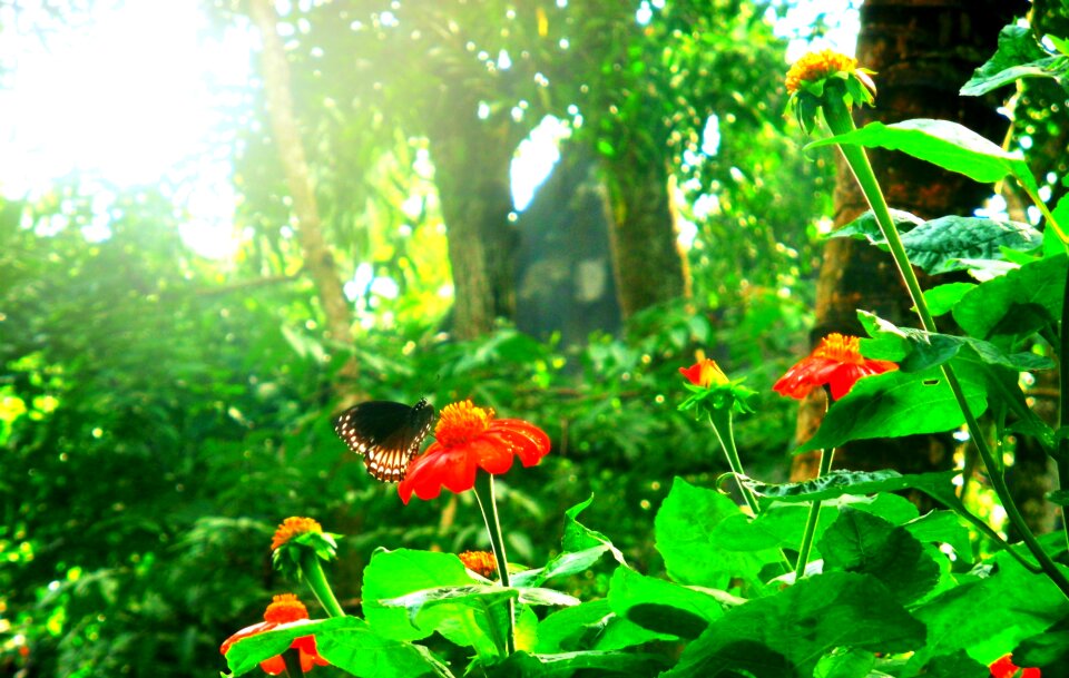 Summer red green
